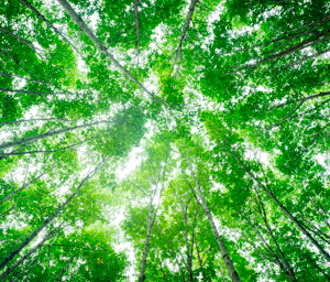 Životní prostředí